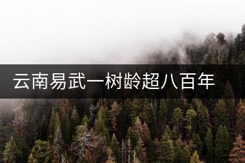 云南易武一樹齡超八百年古茶樹死亡，當(dāng)?shù)卦磕杲M織村民拜謁