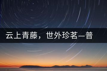 云上青藤，世外珍茗—普秀百年藤條茶即將上市