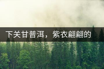 下關(guān)甘普洱，紫衣翩翩的綺麗小餅