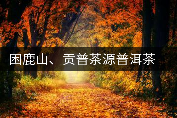 困鹿山、貢普茶源普洱茶羊城受熱捧