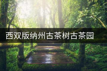 西雙版納州古茶樹(shù)古茶園資源情況