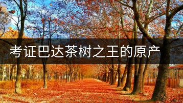 考證巴達(dá)茶樹(shù)之王的原產(chǎn)地