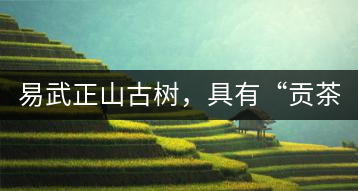 易武正山古樹，具有“貢茶范”