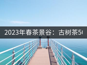 2023年春茶景谷：古樹茶500-600元／公斤，紫芽茶300-480元／公斤，白芽茶1200-2000元／公斤。