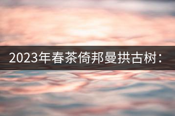 2023年春茶倚邦曼拱古樹：2500-3000元／公斤，貓耳朵6000元／公斤