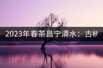 2023年春茶昌寧漭水：古樹混采純料480-600元／公斤，大樹360-420元／公斤，臺地260-300元／公斤，古樹單株均價880-1200元／公斤。