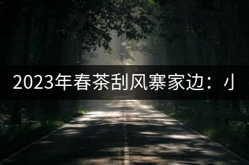 2023年春茶刮風(fēng)寨家邊：小樹400-500，古樹1000-1600元／公斤