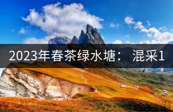 2023年春茶綠水塘： 混采11000-12000元／公斤，挑采14000元／公斤