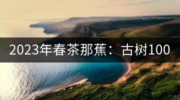 2023年春茶那蕉：古樹1000-1500元／公斤，中樹600-800元／公斤