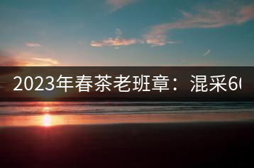 2023年春茶老班章：混采6000-8000元／公斤，挑采：12000元／公斤