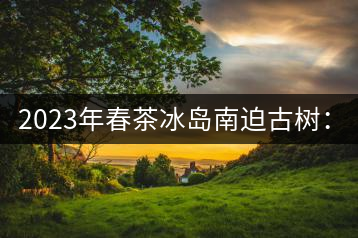 2023年春茶冰島南迫古樹:4500~4800元/公斤