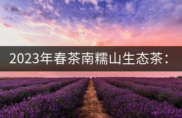 2023年春茶南糯山生態(tài)茶：200-300元／公斤，古樹：900-1500元／公斤