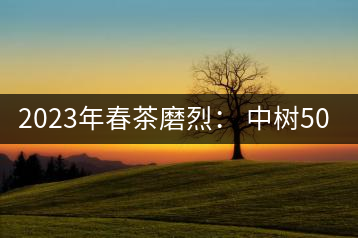 2023年春茶磨烈： 中樹500-600元／公斤，古樹混采：2200-2600元／公斤