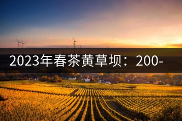 2023年春茶黃草壩：200-400元／公斤