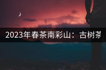 2023年春茶南彩山：古樹茶2000-2200元／公斤，大樹混采1200-1500元／公斤。