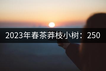 2023年春茶莽枝小樹：250元／公斤， 古樹：1000-1200元／公斤