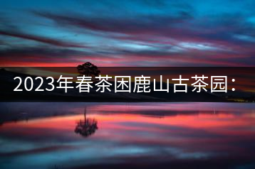 2023年春茶困鹿山古茶園：大樹8000-12000元／公斤，周邊小樹200-300元／公斤