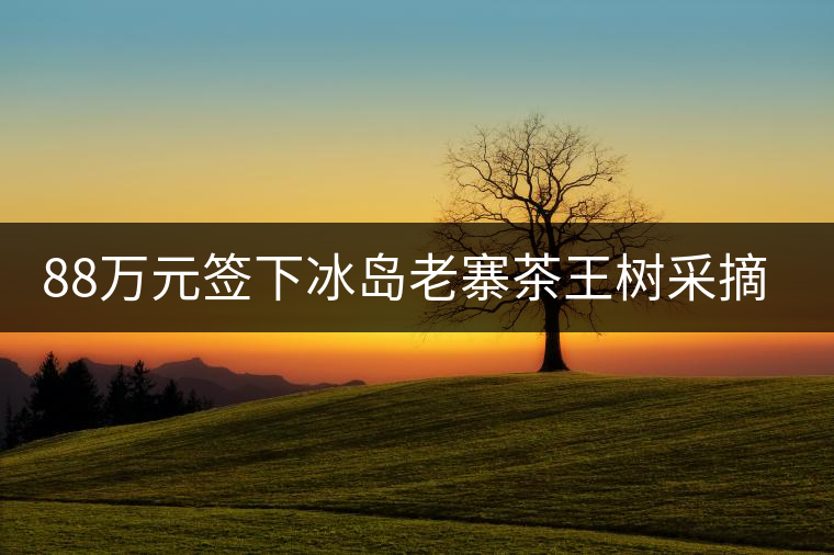 88萬元簽下冰島老寨茶王樹采摘權(quán)，誰說這是“競價交易”？