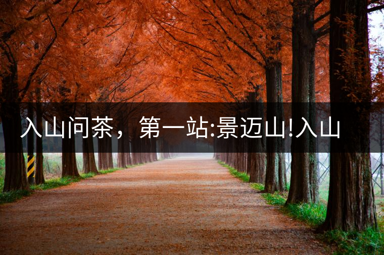 入山問茶，第一站:景邁山!入山問茶，第一站：景邁山！
