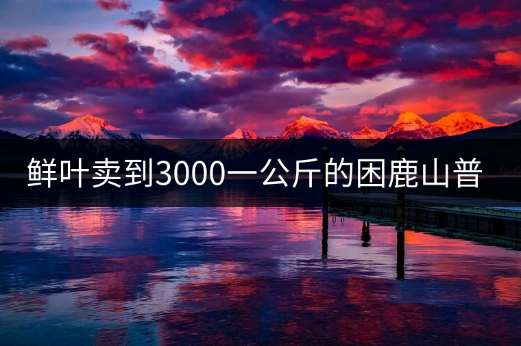 鮮葉賣到3000一公斤的困鹿山普洱茶，口感如何？