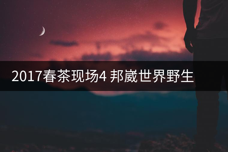 2017春茶現(xiàn)場4 邦崴世界野生過渡型茶王長啥樣?之枝丫2017春茶現(xiàn)場4 邦崴世界野生過渡型茶王長啥樣？之枝丫
