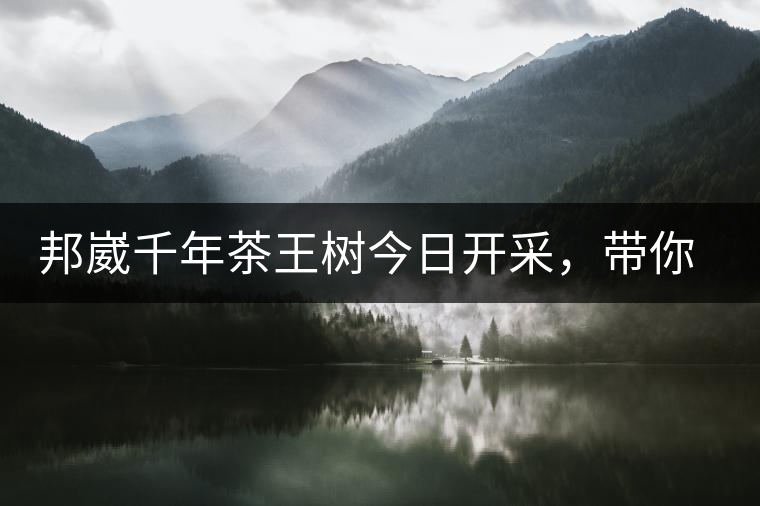 邦崴千年茶王樹今日開采，帶你了解被低估的邦崴古樹茶邦崴千年茶王樹今日開采，帶你了解被低估的邦崴古樹茶