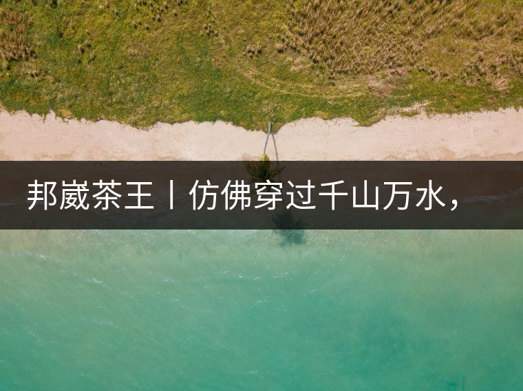 邦崴茶王丨仿佛穿過千山萬水，就是為了它而來邦崴茶王丨仿佛穿過千山萬水，就是為了它而來