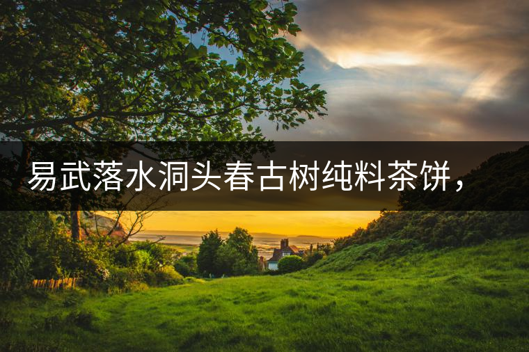 易武落水洞頭春古樹純料茶餅，實現(xiàn)原料和工藝的兩優(yōu)結合