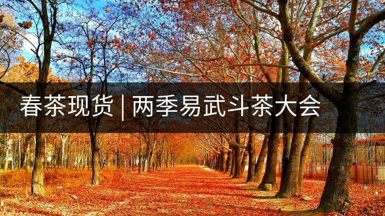 春茶現(xiàn)貨 | 兩季易武斗茶大會(huì)冠軍“落水洞”，茶友評(píng)價(jià)是這樣的