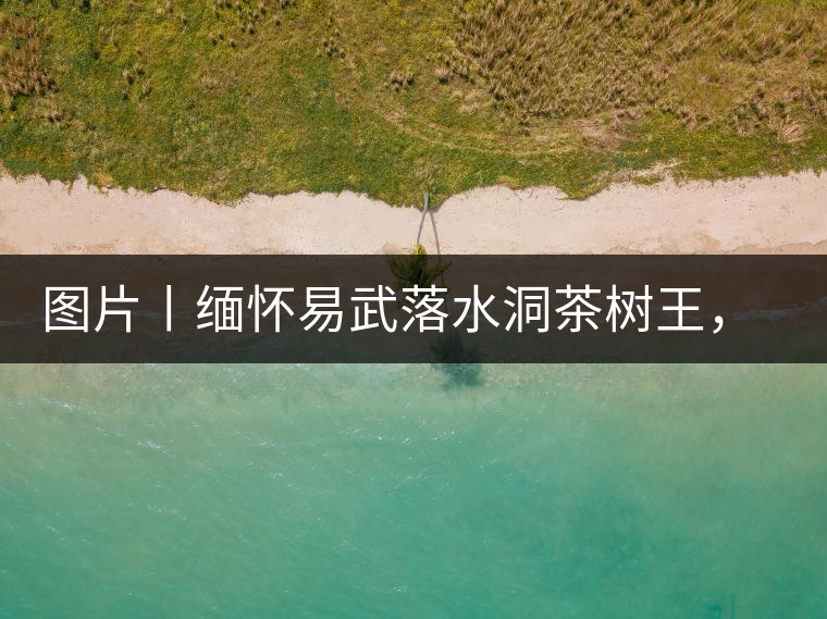 圖片丨緬懷易武落水洞茶樹王，犧牲前的樣貌圖片丨緬懷易武落水洞茶樹王，犧牲前的樣貌