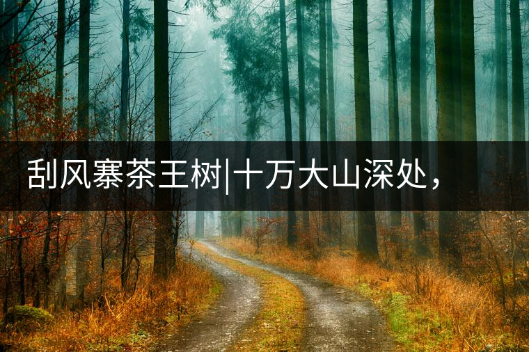 刮風(fēng)寨茶王樹(shù)|十萬(wàn)大山深處，鮮為人知的王者刮風(fēng)寨茶王樹(shù)｜十萬(wàn)大山深處，鮮為人知的王者