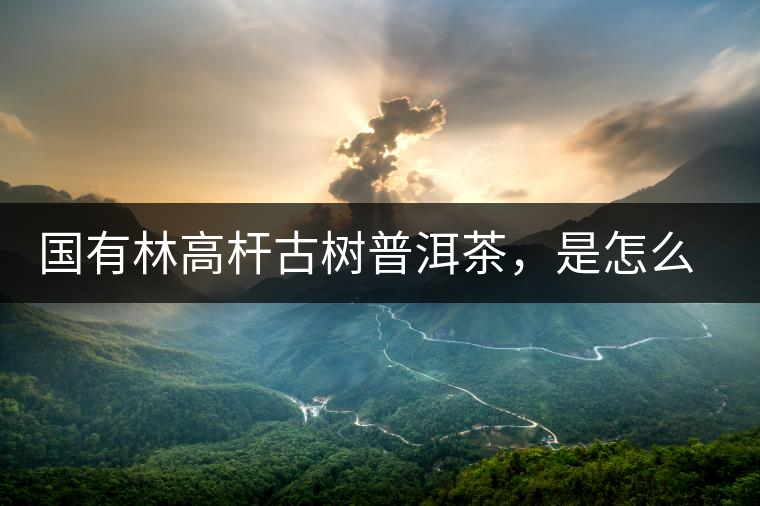 國有林高桿古樹普洱茶，是怎么回事?國有林高桿古樹普洱茶，是怎么回事？
