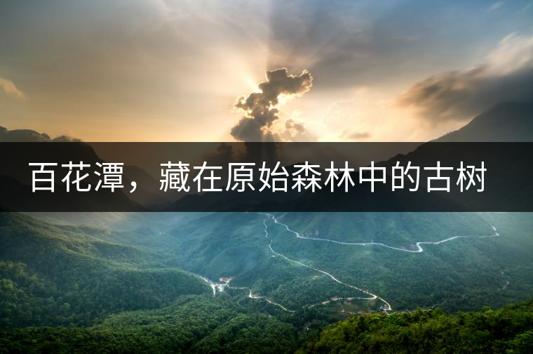 百花潭，藏在原始森林中的古樹仙境百花潭，藏在原始森林中的古樹仙境