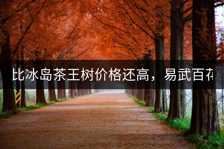 比冰島茶王樹價(jià)格還高，易武百花潭高桿古樹茶以100萬成...比冰島茶王樹價(jià)格還高，易武百花潭高桿古樹茶以100萬成交