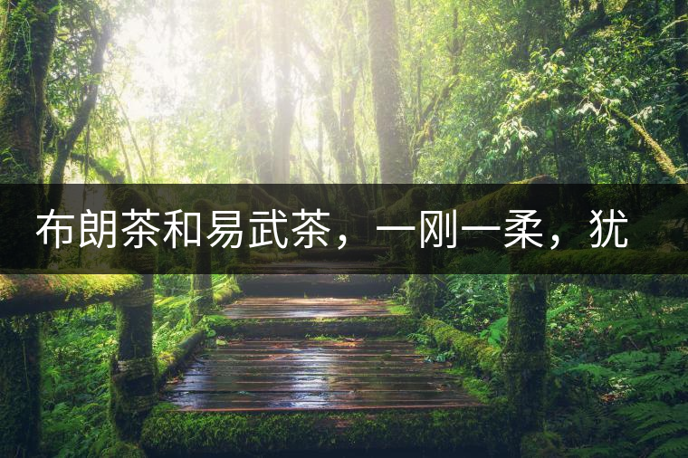 布朗茶和易武茶，一剛一柔，猶如洪拳與太極