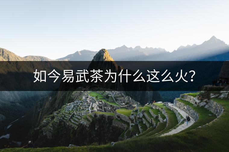 如今易武茶為什么這么火？