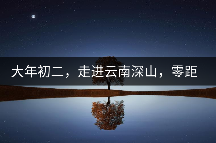 大年初二，走進云南深山，零距離接觸古茶樹