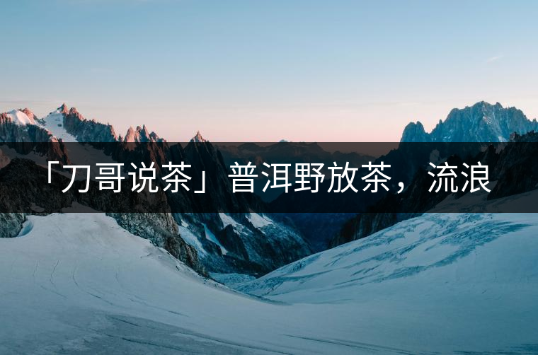 「刀哥說茶」普洱野放茶，流浪狗的春天