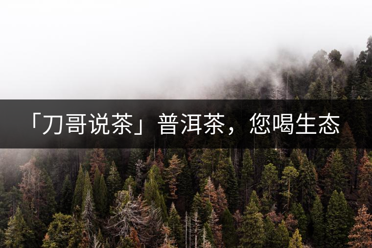 「刀哥說茶」普洱茶，您喝生態(tài)還是喝樹齡？