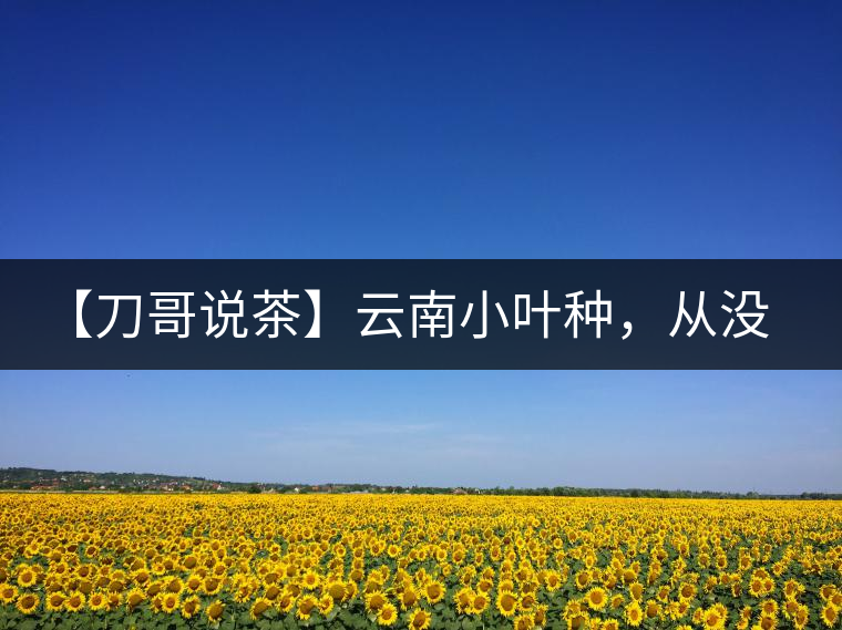 【刀哥說茶】云南小葉種，從沒落到回歸