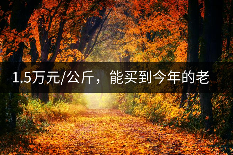 1.5萬元/公斤，能買到今年的老班章古樹茶嗎?1.5萬元/公斤，能買到今年的老班章古樹茶嗎？