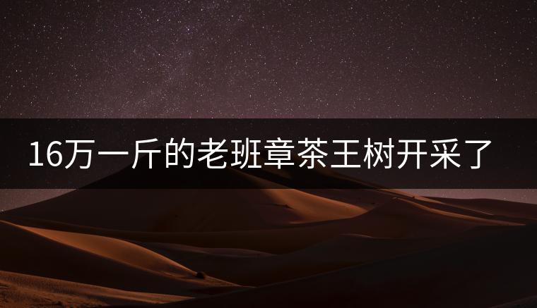16萬一斤的老班章茶王樹開采了，茶友果斷拉了一車現(xiàn)金去...16萬一斤的老班章茶王樹開采了，茶友果斷拉了一車現(xiàn)金去！
