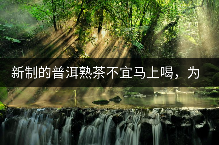 新制的普洱熟茶不宜馬上喝，為什么？