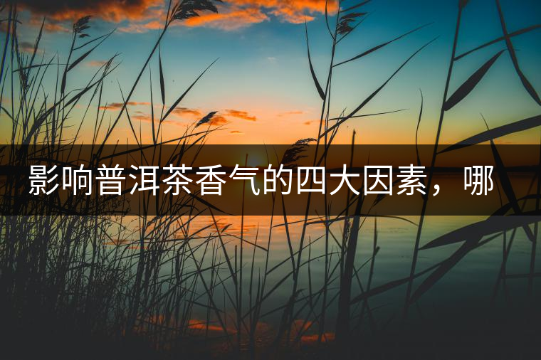 影響普洱茶香氣的四大因素，哪一個影響最大？