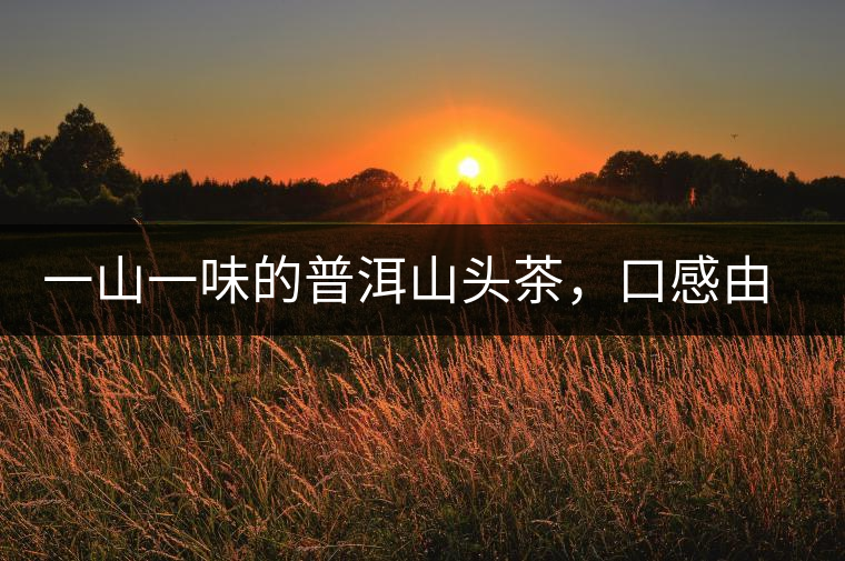一山一味的普洱山頭茶，口感由這些因素決定