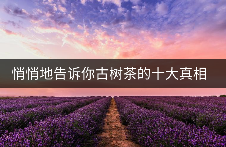 悄悄地告訴你古樹茶的十大真相，就不怕交學(xué)費(fèi)了