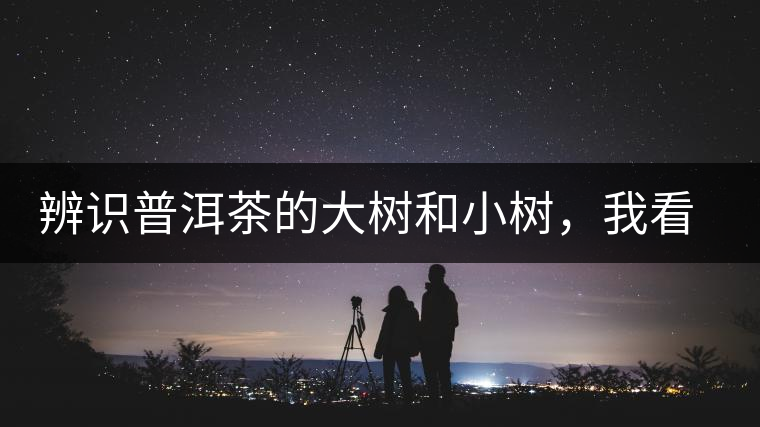 辨識(shí)普洱茶的大樹和小樹，我看這篇最靠譜