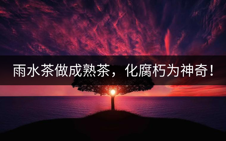 雨水茶做成熟茶，化腐朽為神奇！