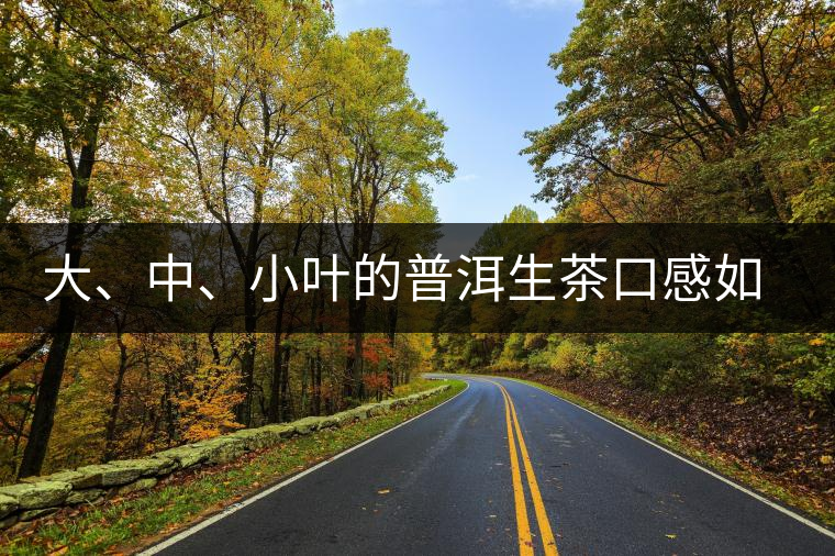 大、中、小葉的普洱生茶口感如何辨別？