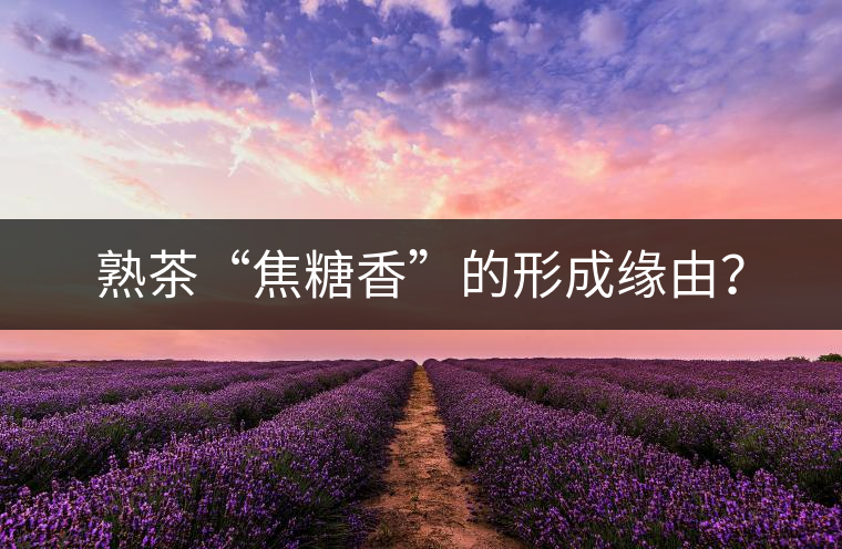 熟茶“焦糖香”的形成緣由？
